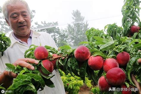 桃樹種子繁殖|【種桃樹】桃樹種植指南：從核果到繁茂果樹的完整秘訣 – 虞默莧。